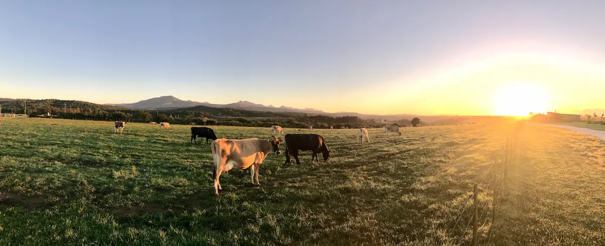 Ethically raised animals on natural pasture at Petrov Farm Bulgaria