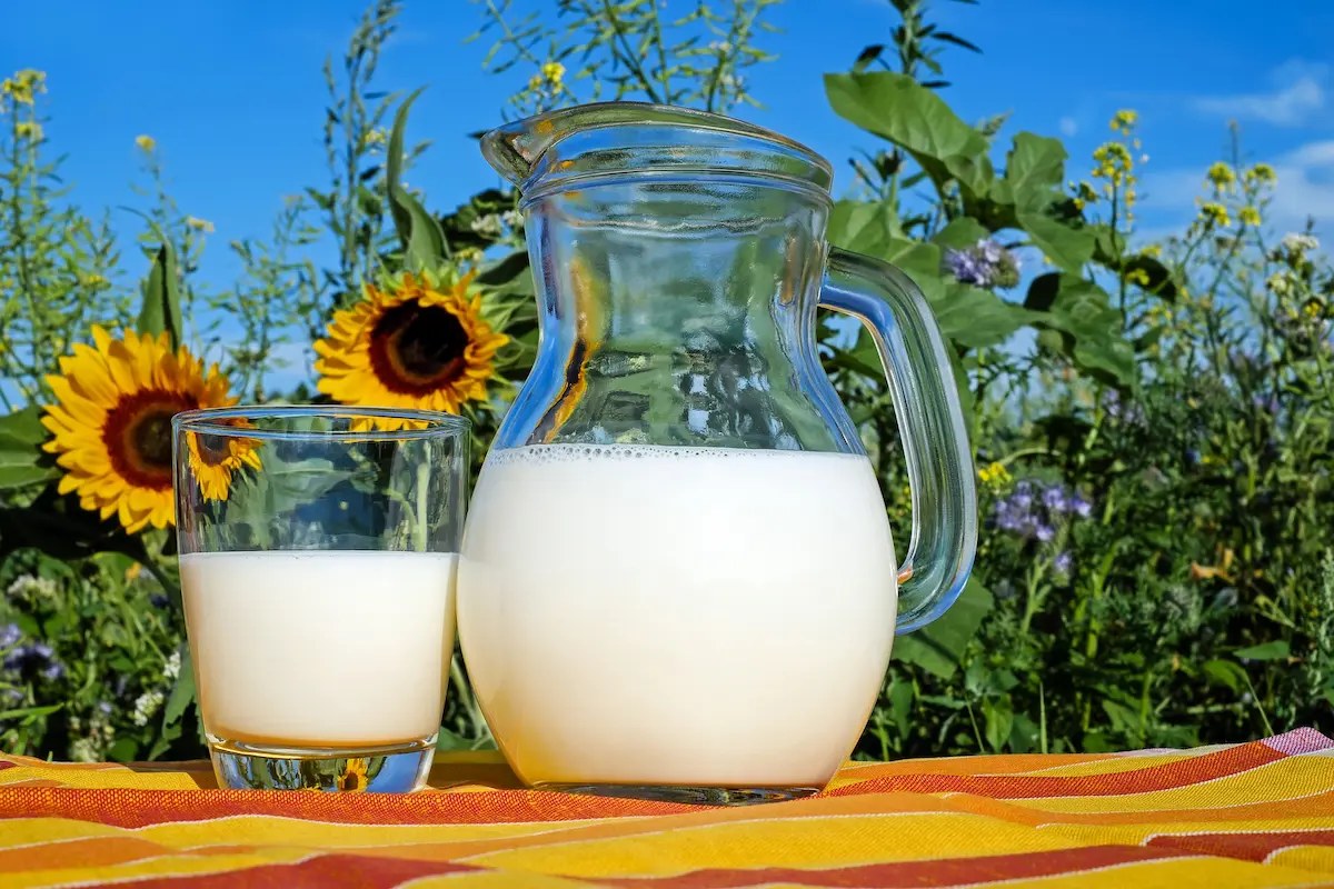 Fresh natural sheep milk from pasture-raised animals at Petrov Farm